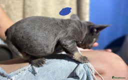 French Bulldog dogs for sale: Beautiful French bulldog puppies  - Image 12