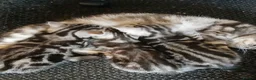 British Shorthair cats for sale: Bsh. kittens. - Advert 5