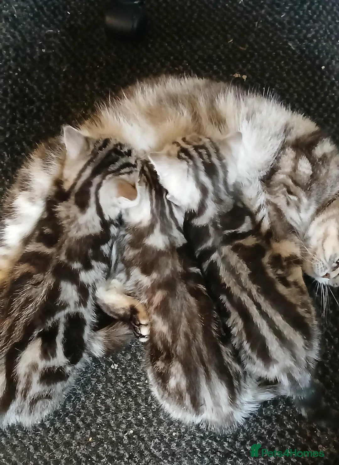 British Shorthair cats for sale: Bsh. kittens. - Advert 5