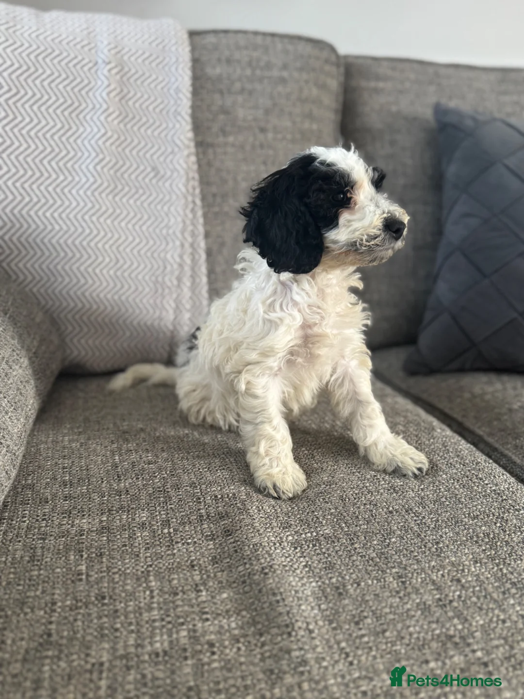 Cockapoo dogs for sale: 5x beautiful F1 cockapoo puppies  in Newbury - Advert 2