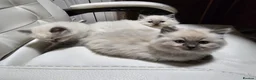 Ragdoll cats for sale: Lovely Litter of 3 Kittens Looking for Loving Home - Advert 12