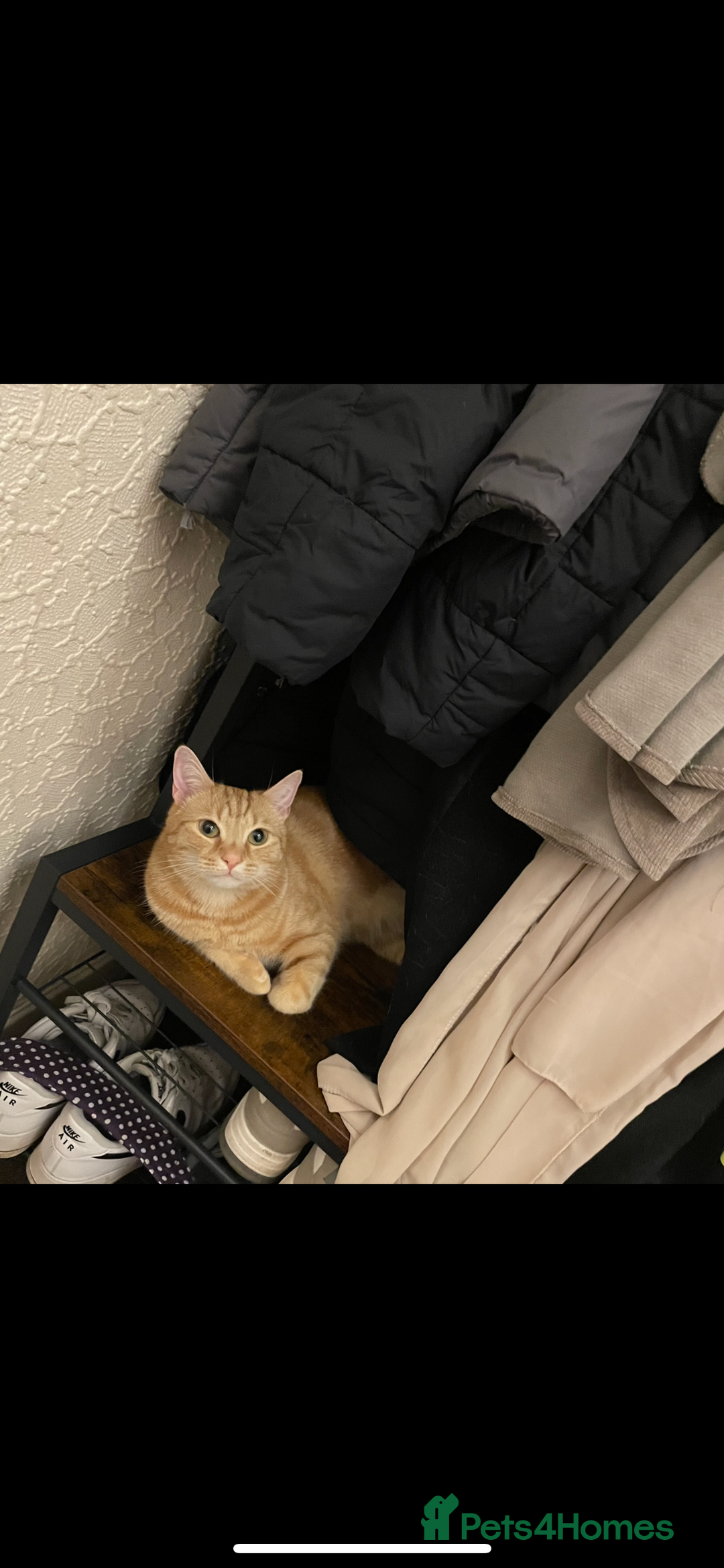 Mixed Breed cats for sale: 2 male ginger and white tabby female for adoption - Image 11