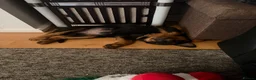Rottweiler dogs for sale: female rottie - Advert 5