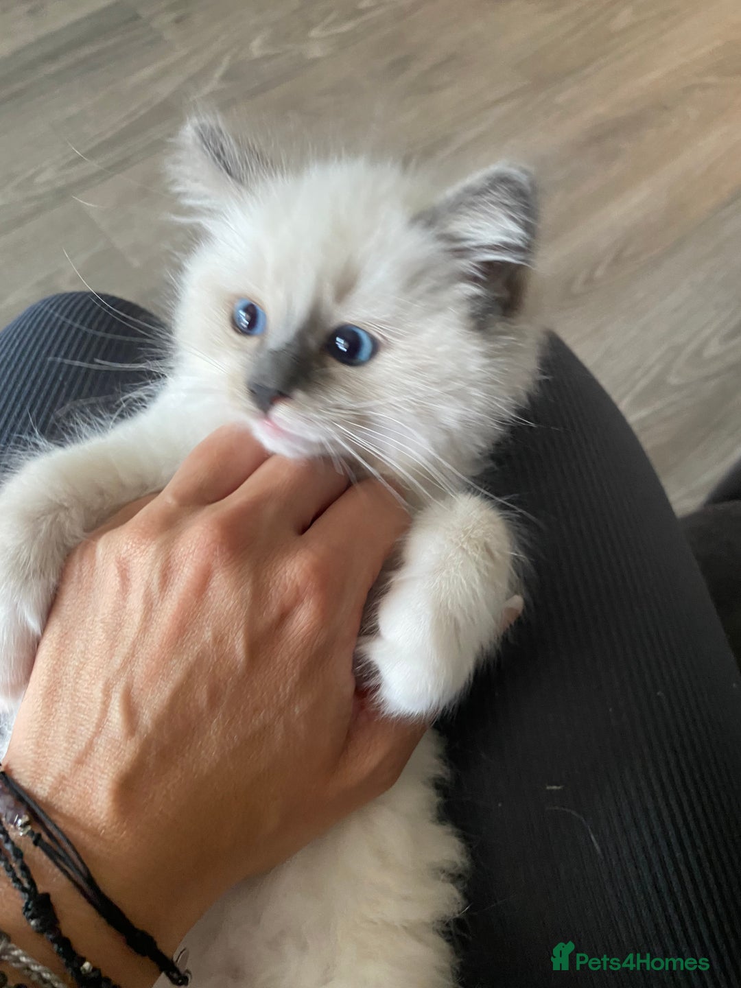 Ragdoll cats for sale: Ragdoll boy  - Image 4