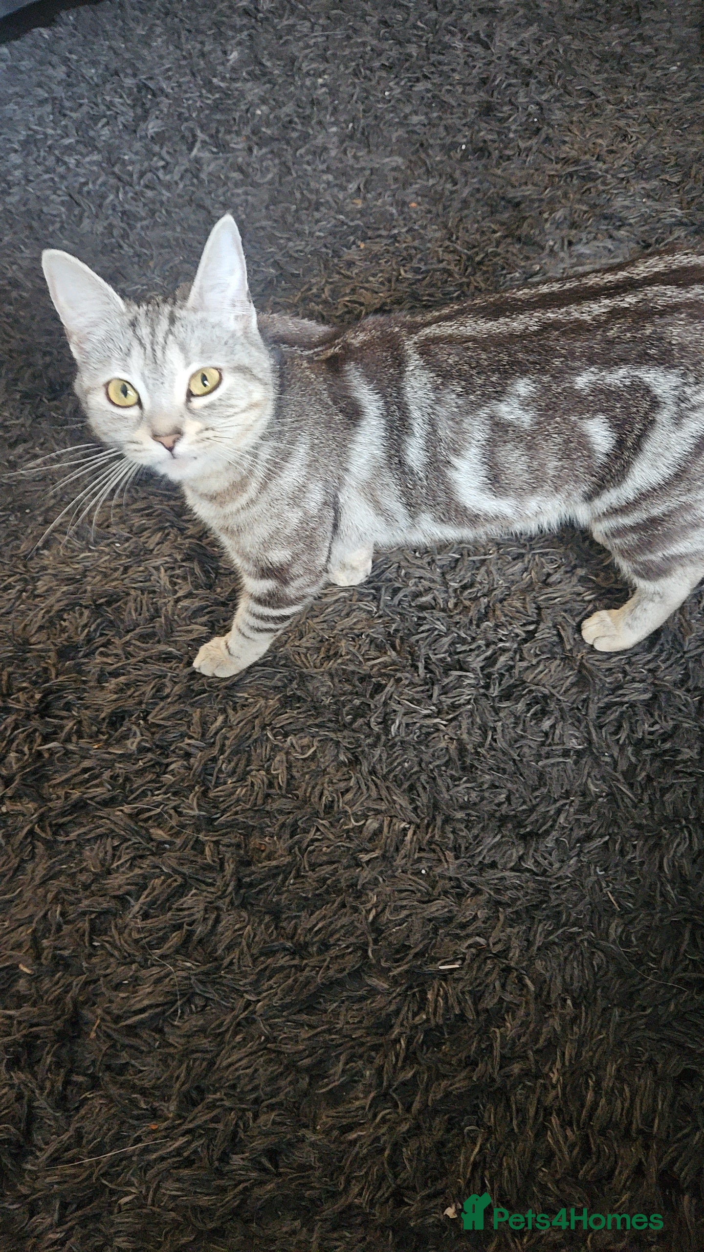 Mixed Breed cats 4 male kittens for sale - Advert 1
