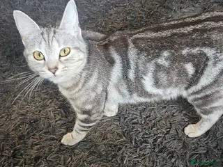 Mixed Breed cats 4 male kittens for sale - Advert 1