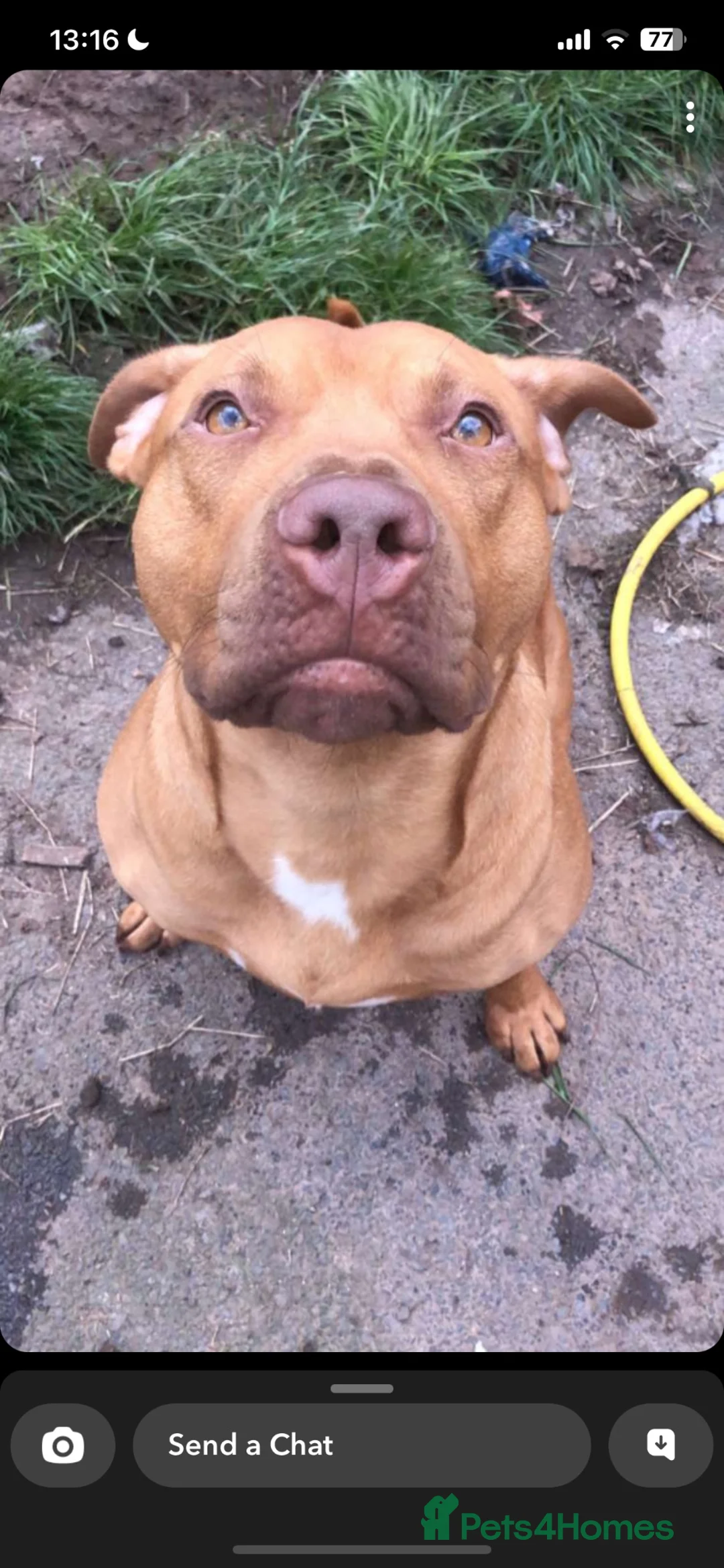 Mixed Breed dogs for sale: 5 mixed bully puppies for sale - Advert 4