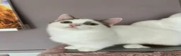 Munchkin cats for sale: Super short legs Munchkin kittens  - Advert 28