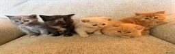 Exotic cats for sale: Kittens for sale - Advert 3