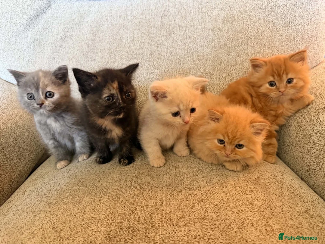 Exotic cats for sale: Kittens for sale - Advert 3