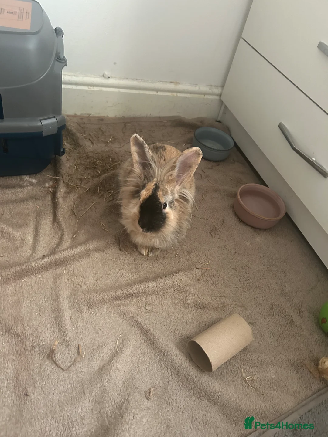 Lionhead rabbits for sale: Lionhead bun in Enfield - Advert 12