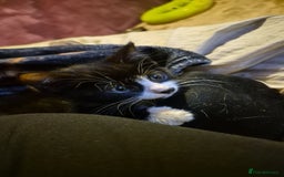 Domestic Shorthair cats for sale: Little chonk  - Image 3