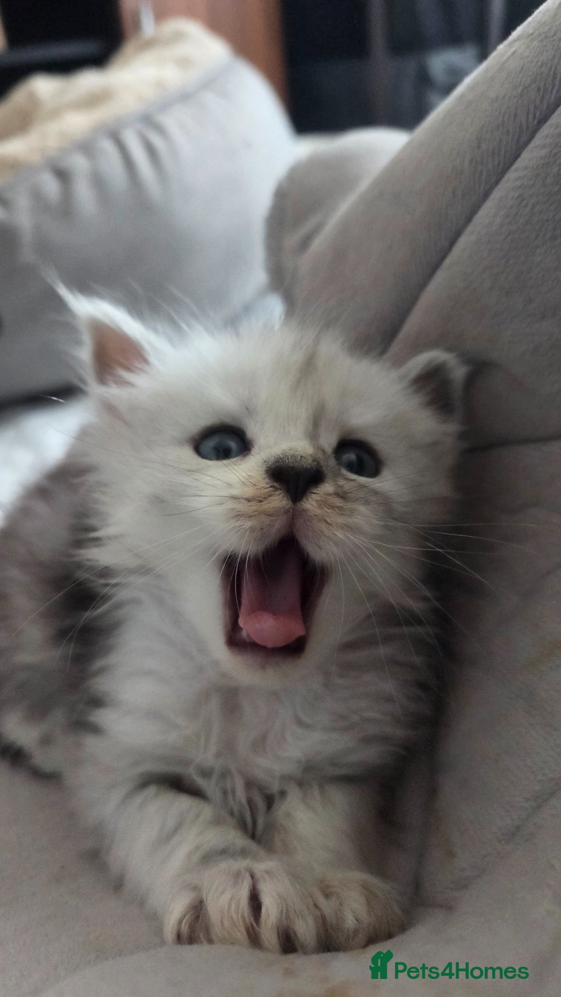 Maine Coon cats Russian Bloodline Maine coon kittens - Advert 14