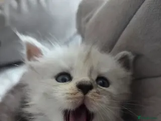 Maine Coon cats Russian Bloodline Maine coon kittens - Advert 14