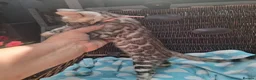 Bengal cats for sale: Stunning Bengal Kittens  - Advert 19