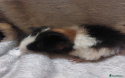 Guinea Pig rodents for sale: Beautiful guinea pigs  - Image 8
