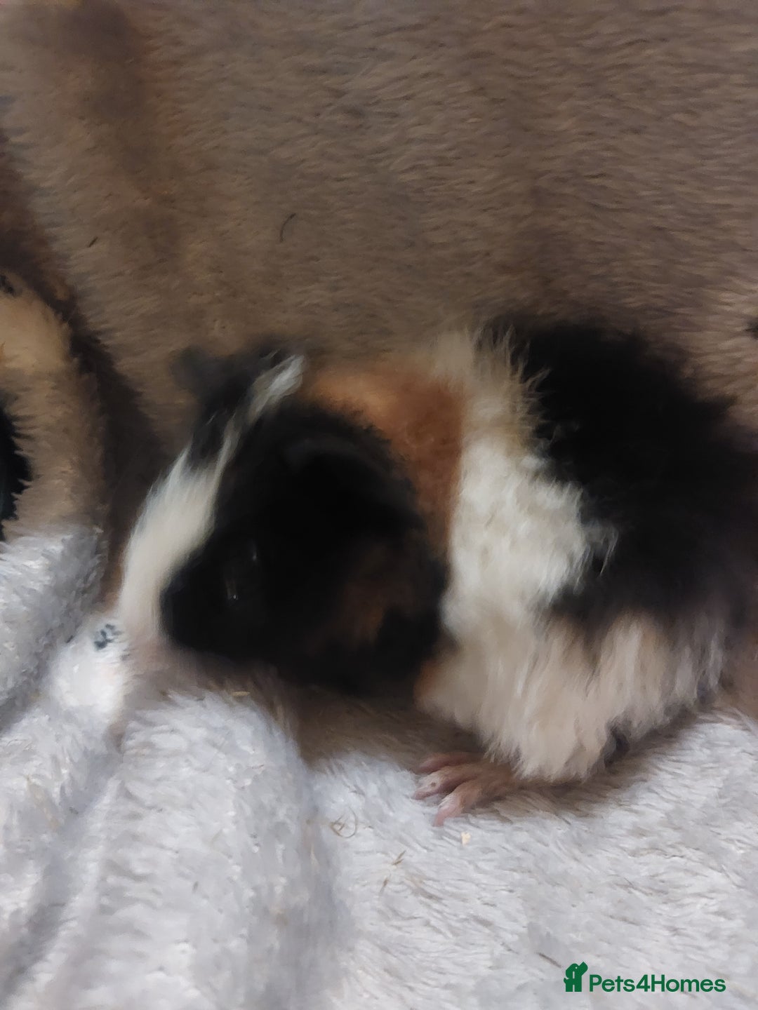 Guinea Pig rodents for sale: Beautiful guinea pigs  - Image 8