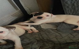 Staffordshire Bull Terrier dogs for sale: Staffies  - Image 6