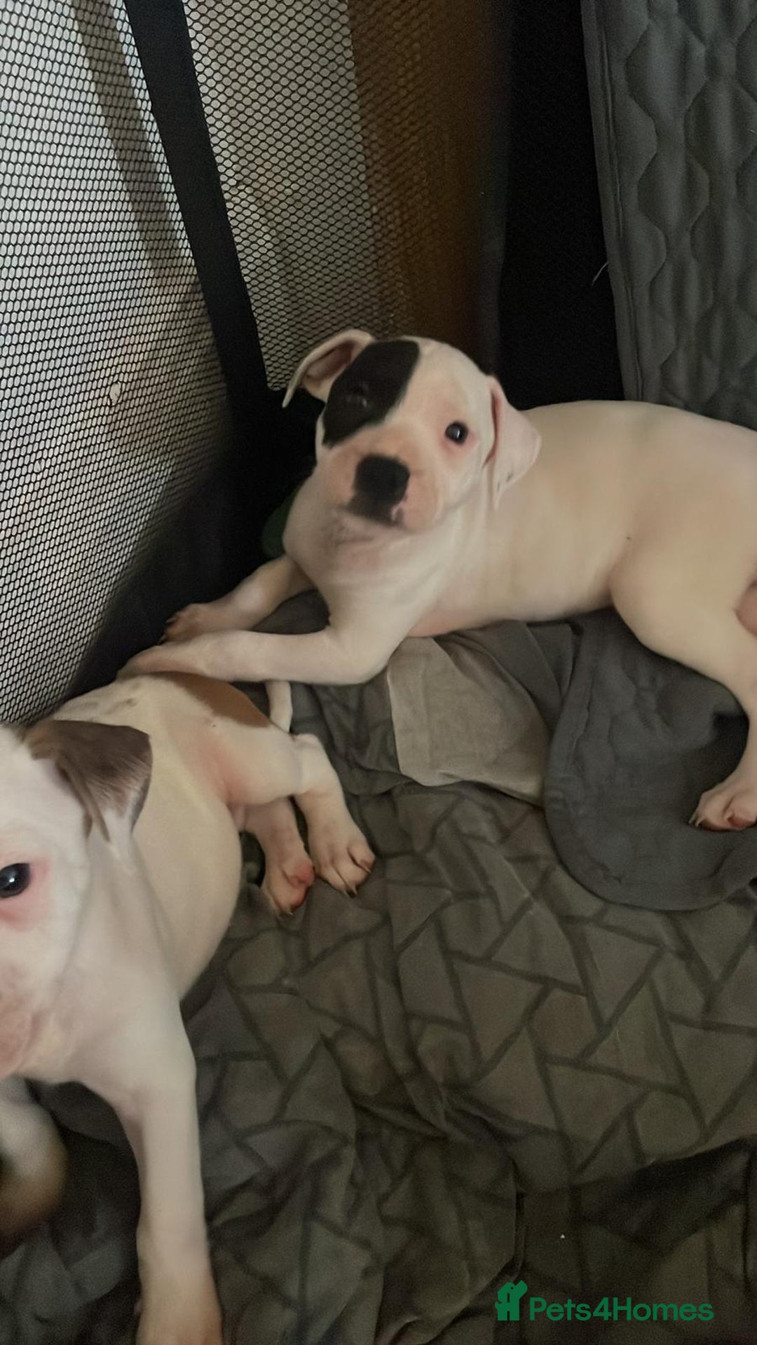 Staffordshire Bull Terrier dogs for sale: Staffies  - Image 6