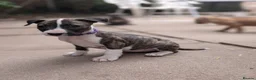 English Bull Terrier dogs for sale: Working and Sporting English Bull Terriers  - Advert 10