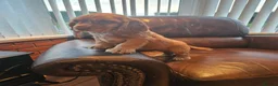 Cocker Spaniel dogs for sale: Cocker Spaniel pups in Omagh - Advert 12