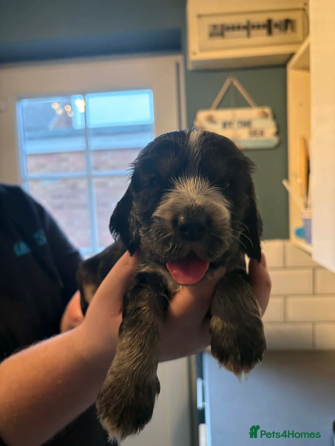 Cocker Spaniel dogs for sale: Last little boy looking for his sofa 🐾 - Advert 17