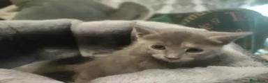 Mixed Breed Kitten 3