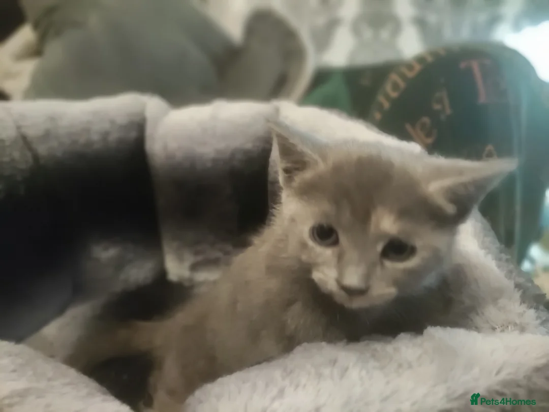 Mixed Breed cats for sale: Gorgeous kittens - Advert 2