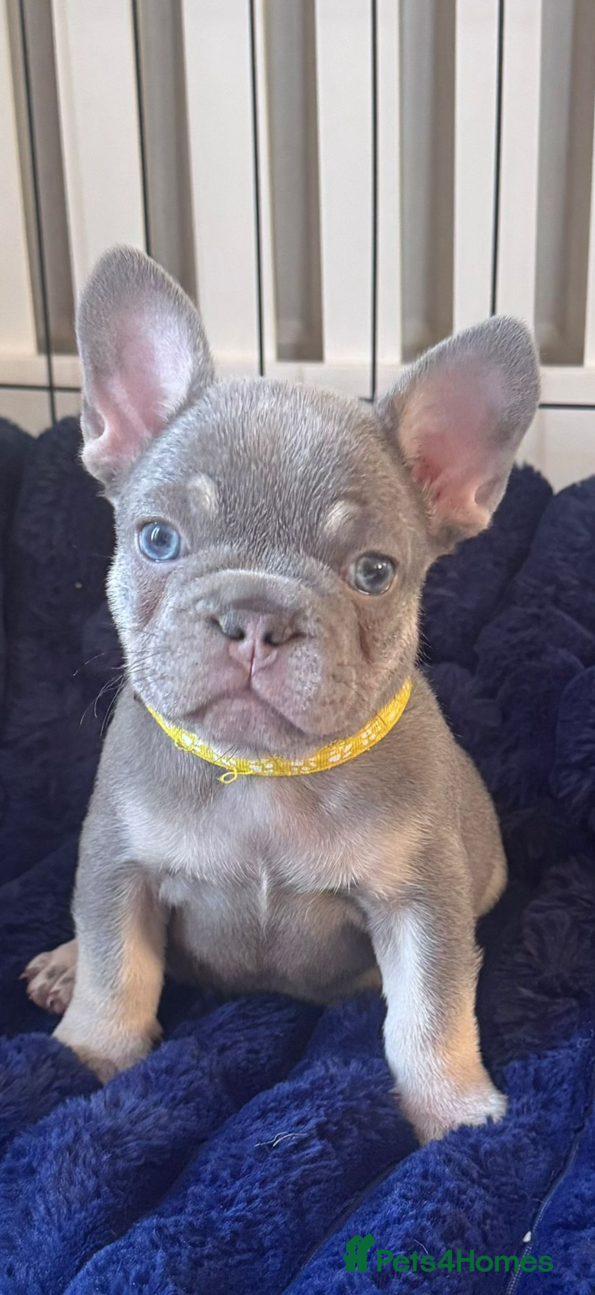 French Bulldog dogs Lilac & Tan KC Reg French Bulldog puppies  - Advert 13