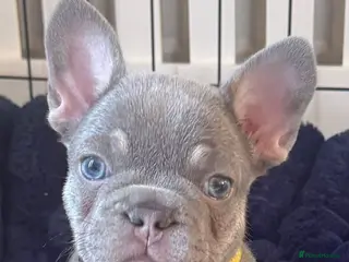 French Bulldog dogs Lilac & Tan KC Reg French Bulldog puppies - Advert 13
