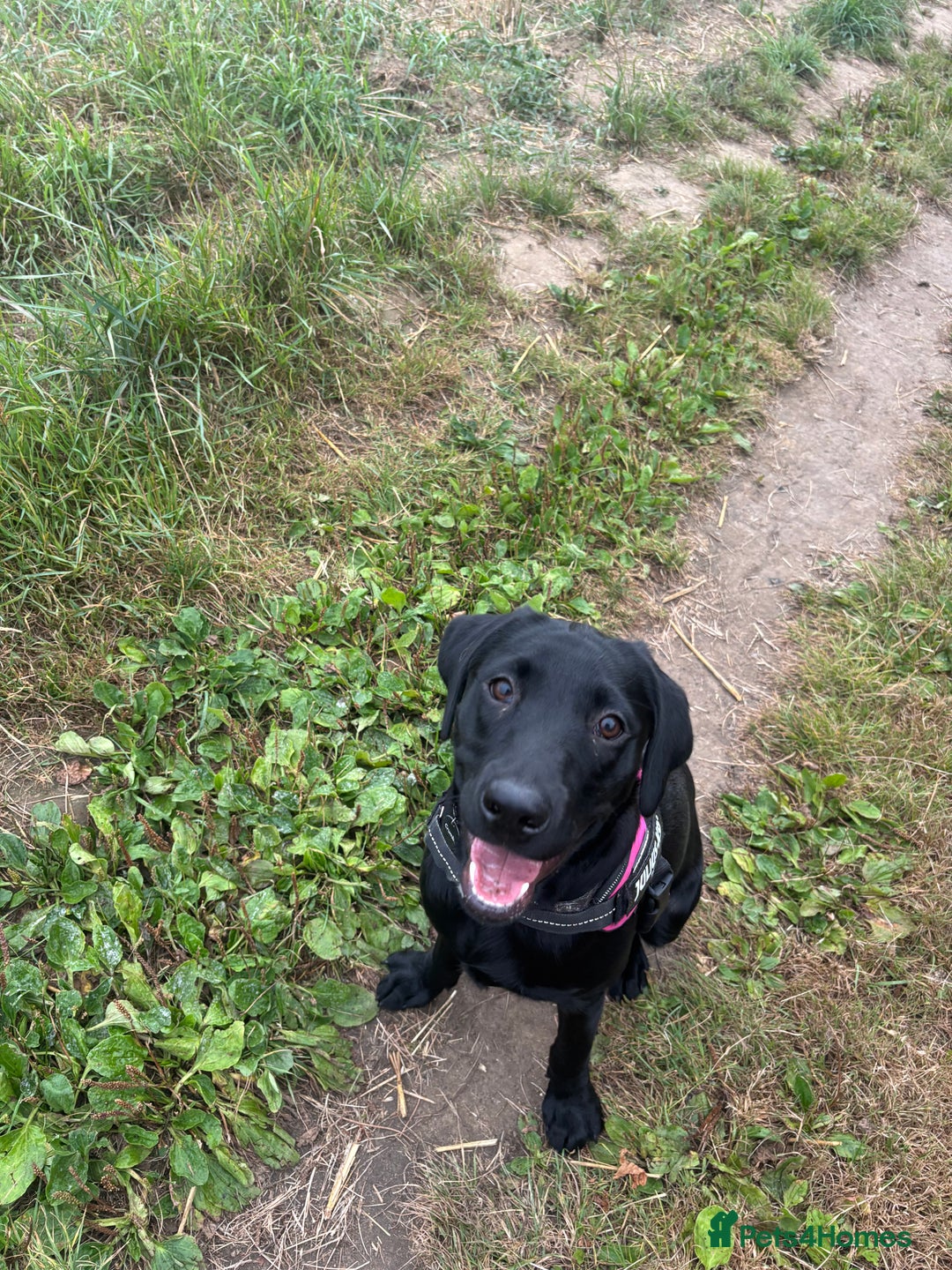 Labrador Retriever dogs for sale: labrador retriever - Advert 18