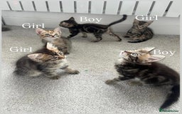 Mixed Breed cats for sale: Kittens available (3 girls & 1 boy) - Image 5