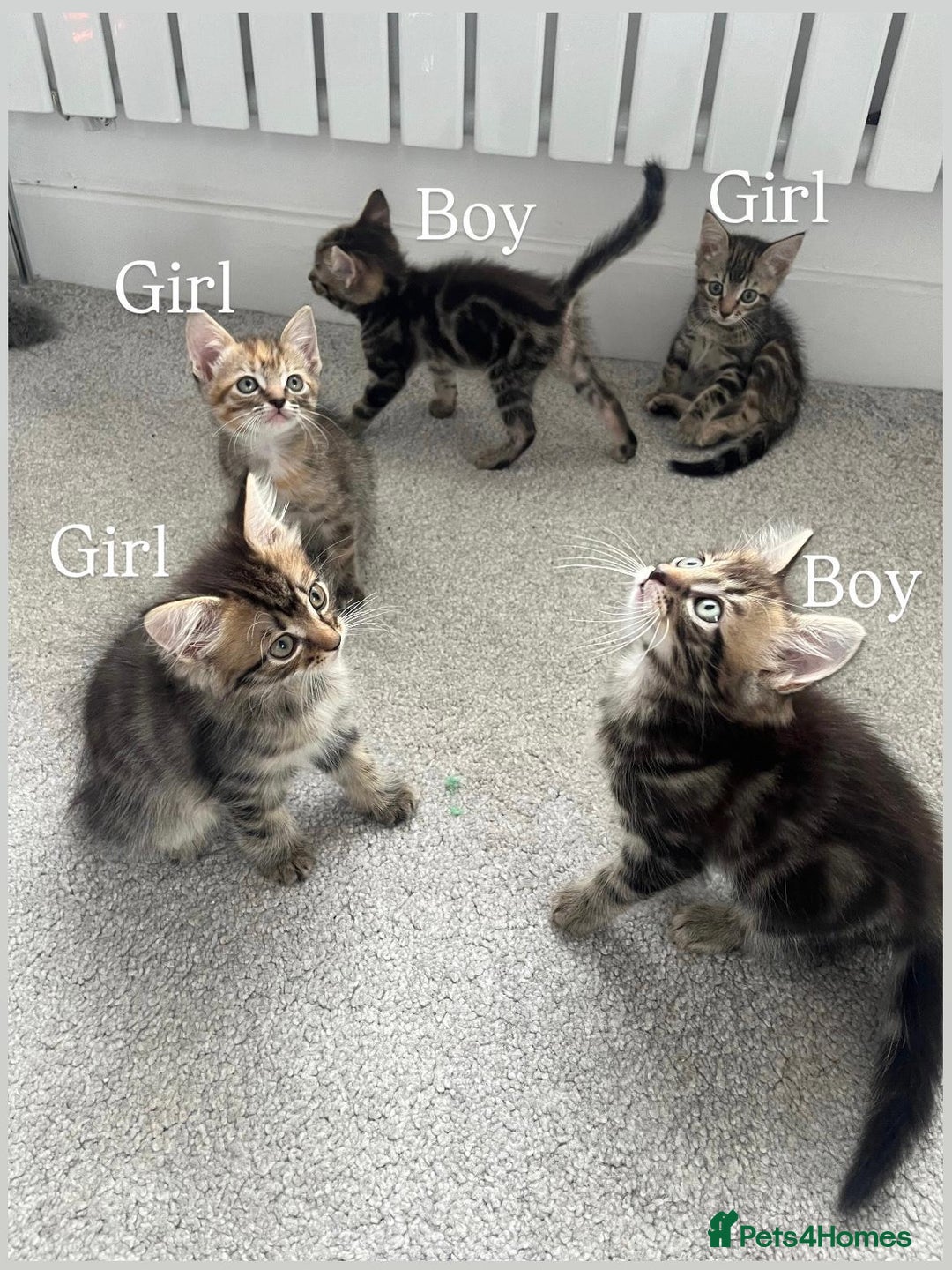 Mixed Breed cats for sale: Kittens available (3 girls & 1 boy) - Image 5