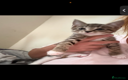 Mixed Breed cats for sale: Two tabby kittens available now £80 - Image 4