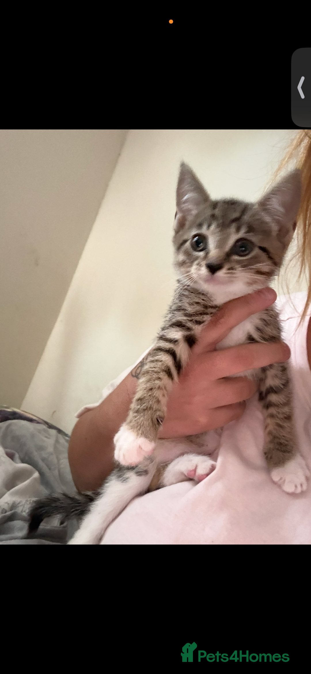 Mixed Breed cats for sale: Two tabby kittens available now £80 - Image 4