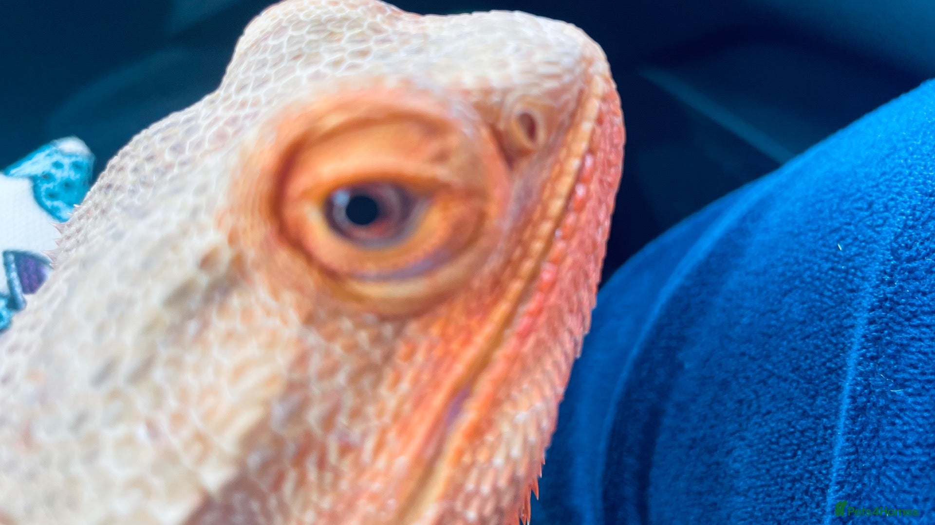 Bearded Dragon reptiles Bearded dragon  - Advert 1