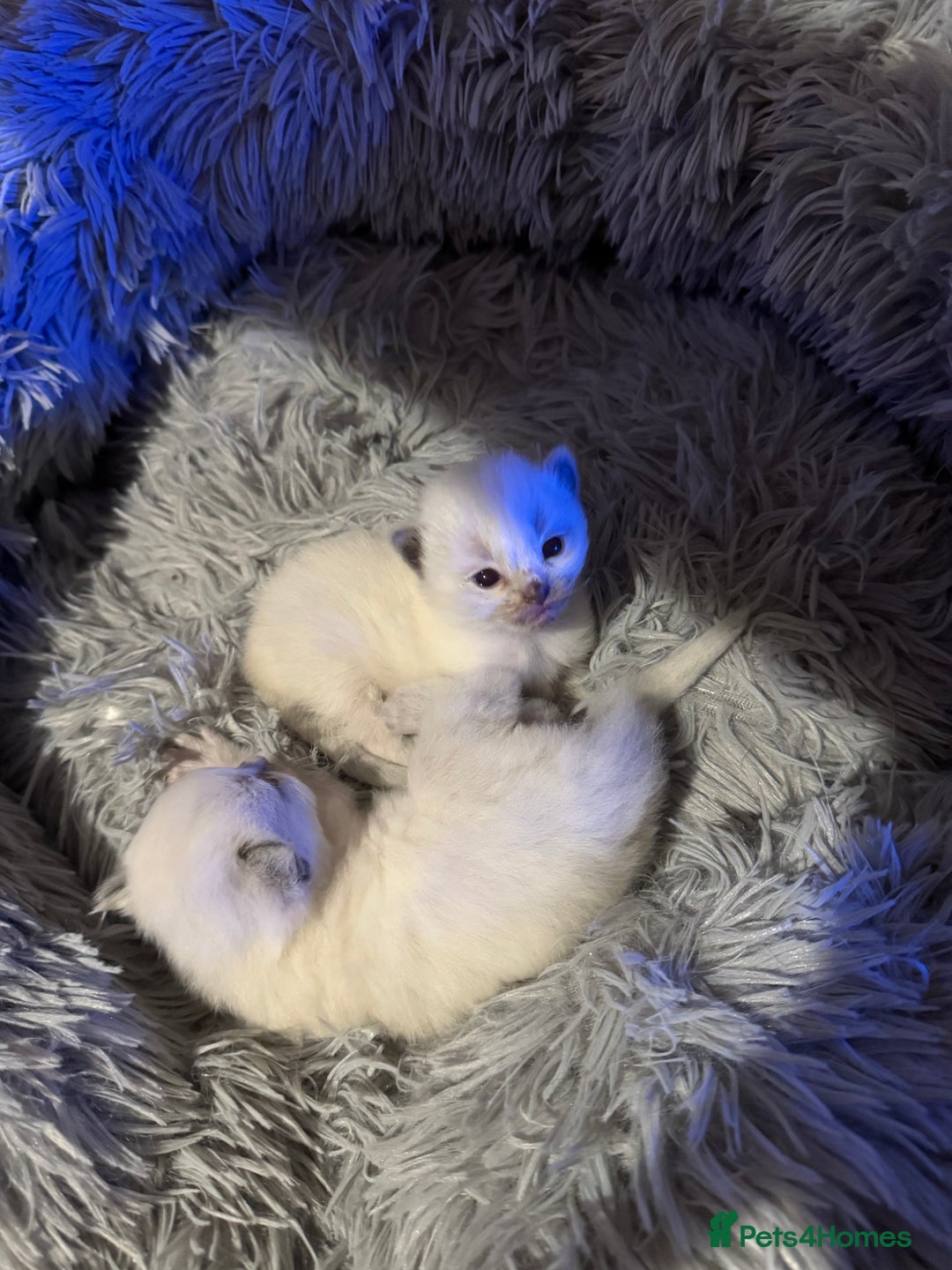 Ragdoll cats for sale: Gccf registered blue mitted ragdoll - Advert 1