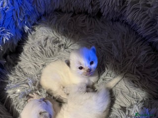 Ragdoll cats Gccf registered blue mitted ragdoll - Advert 13