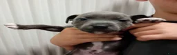 Staffordshire Bull Terrier dogs for sale: Beautiful Blue Staffordshire Bull Terriers  in Ledbury - Advert 5