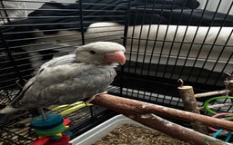 Ringnecks birds for sale: BABY RING NECK cinnamon blue colour  - Image 2