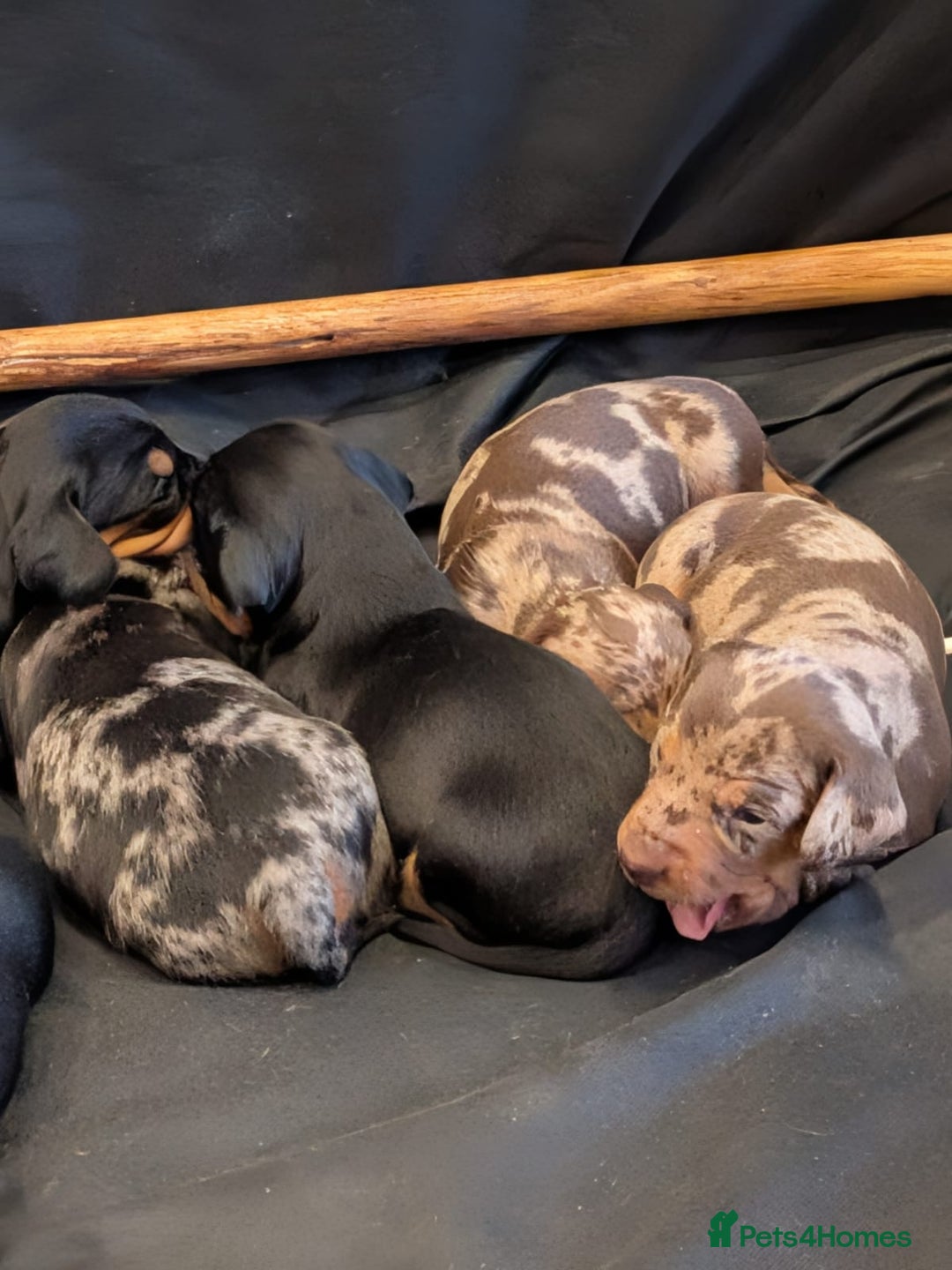 Dachshund dogs for sale: Dachshund puppies (Inbetweenies) - Advert 2