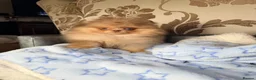 Pomeranian dogs for sale: Chocolate Merle Boy - Advert 35