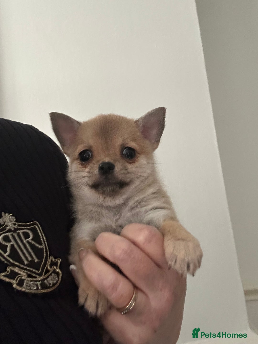 Pomchi dogs for sale: Tiny Pomchi - Image 16