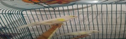 Canaries birds for sale: Yellow mosaic canaries for sale  - Advert 4