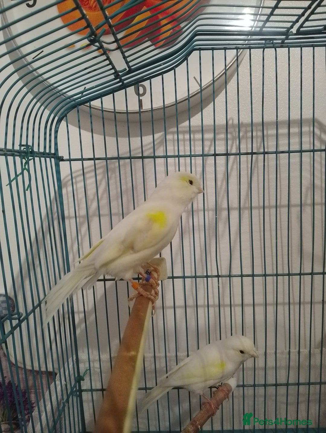 Canaries birds for sale: Yellow mosaic canaries for sale  - Advert 4