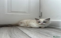 Ragdoll cats for sale: Beautiful Ragdoll Kittens - Read for Loving homes - Image 6
