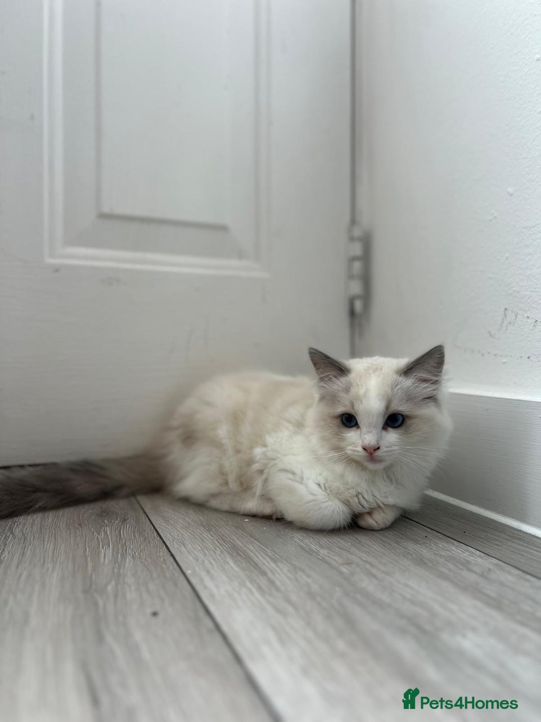 Ragdoll cats for sale: Beautiful Ragdoll Kittens - Read for Loving homes - Image 6