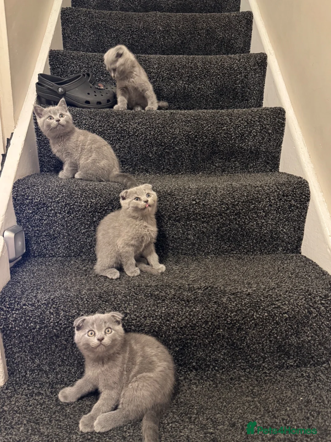 Scottish Fold cats for sale: Four Gorgeous Scottish Fold kittens READY NOW in Reading - Advert 1