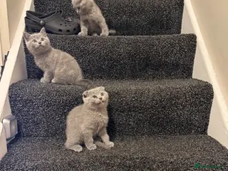 Scottish Fold cats Four Gorgeous Scottish Fold kittens READY NOW - Advert 4