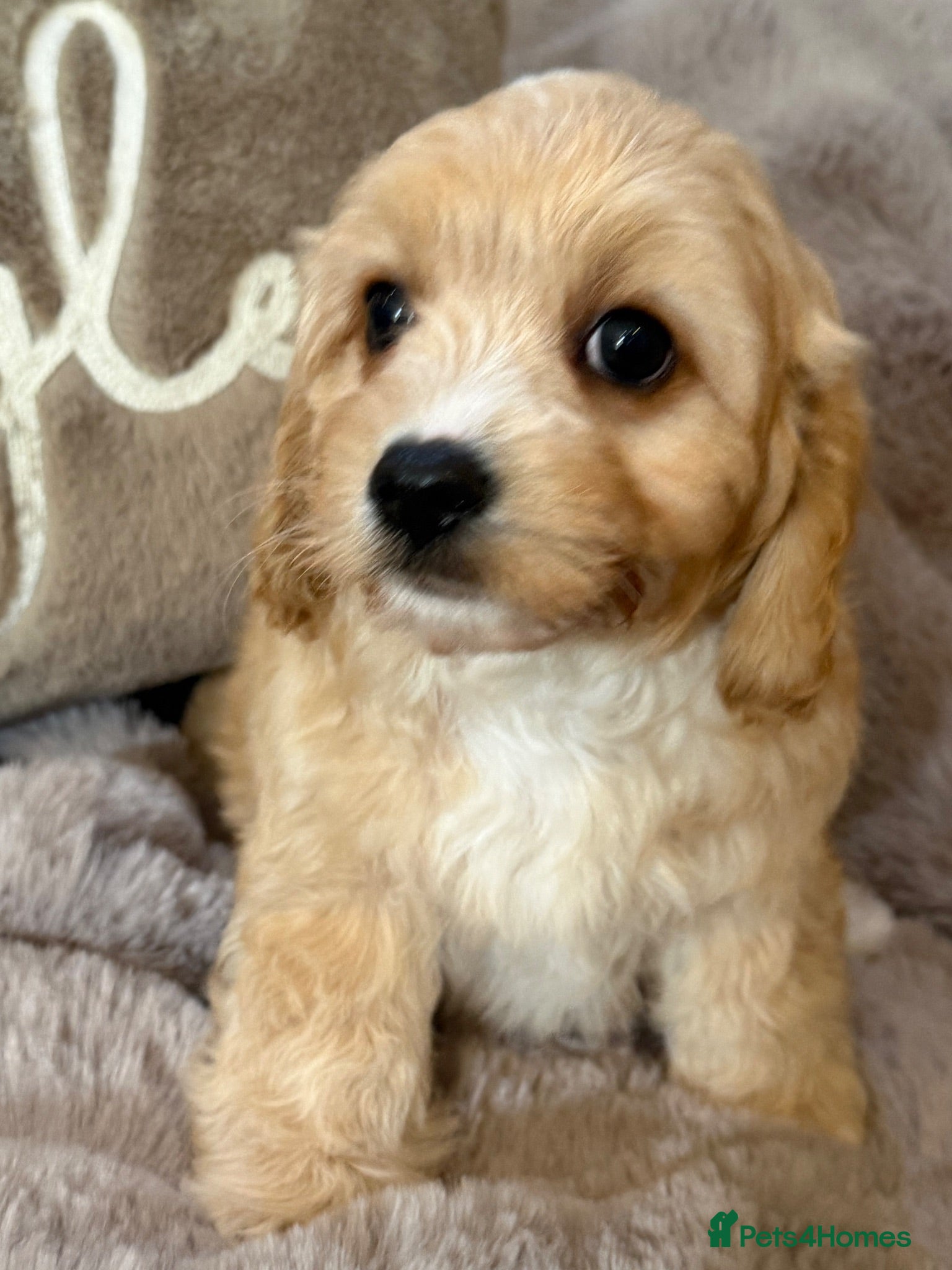 Cavachon dogs Gorgeous  Cavachon Boy  - Advert 1